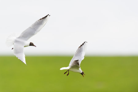 Black headed gull matingの写真素材