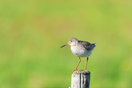 Common Redshank bird on poleの写真素材