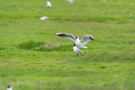 Black headed gull matingの写真素材