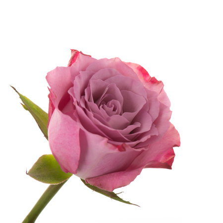 Single pink rose isolated over white backgroundの写真素材