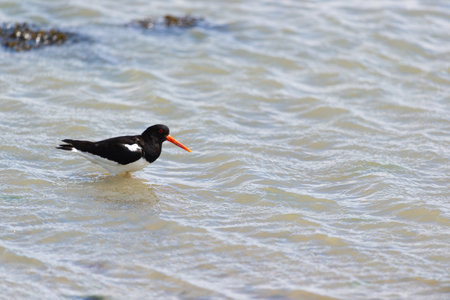 Oyster catcher in sea at Dutch island Terschellingの写真素材