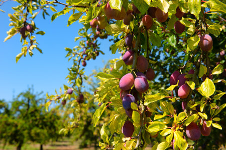 Ripe prunes hanging in the treeの写真素材