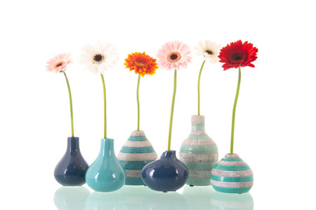 Colorful bouquet gerber flowers in row single vases isolated over white backgroundの写真素材