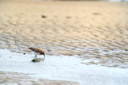 Little stints and sandpipers standing in the sea