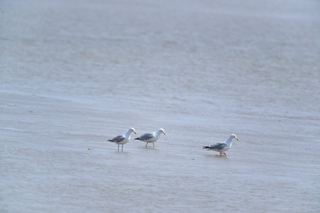 Seagulls in the sea at Dutch Terschellingの写真素材