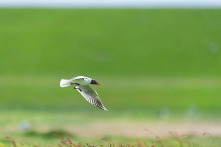 Black headed gull above Rumexの写真素材
