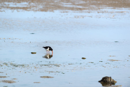 Oyster catcher in sea at Dutch island Terschellingの写真素材