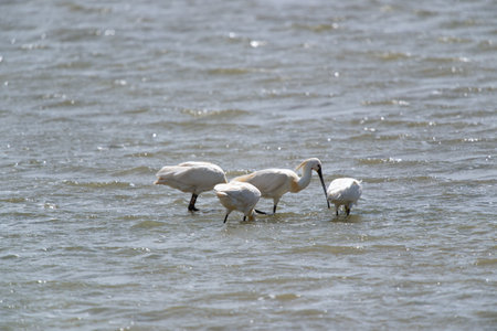 Spoonbills in Dutch wadden sea at Terschellingの写真素材