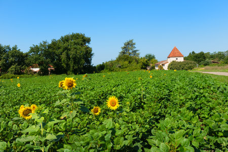 Landscape with sunflowers in the French Lot-et-Garonneの写真素材
