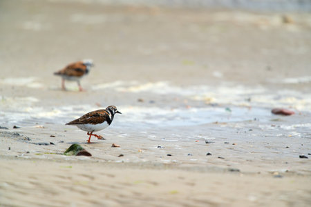 Little stints and sandpipers standing in the seaの写真素材