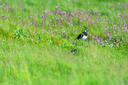 Lapwing with baby bird in grassの写真素材