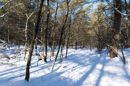 Snow in the winter forestの写真素材