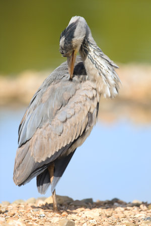 Great blue heron cleaning itself near waterの写真素材