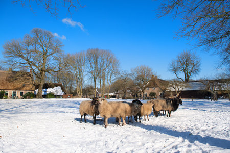 Flock Dutch sheep in characteristic village in Drentheの写真素材