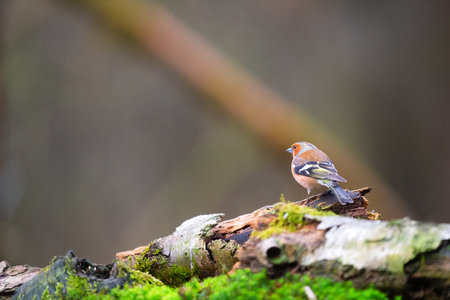 common male chaffinch in the forestの写真素材