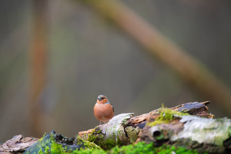 common male chaffinch in the forestの写真素材