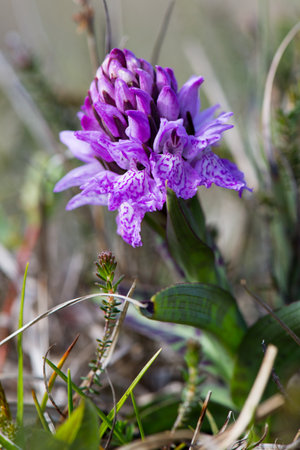 Wild purple orchid in natureの写真素材