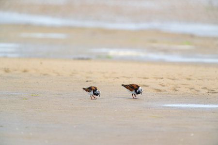 Little stints and sandpipers standing in the seaの写真素材