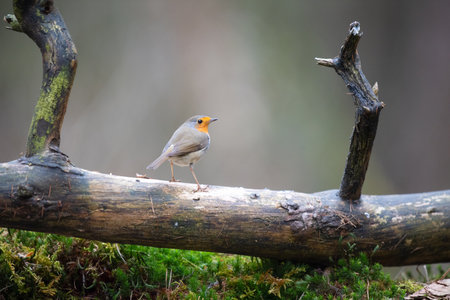 European Robin outdoor in forestの写真素材