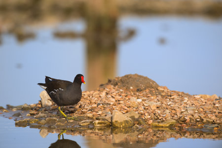 Common moorhen water bird in natureの写真素材