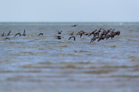 Little stints flying in the airの写真素材