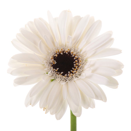 White Gerber macro isolated over white backgroundの写真素材