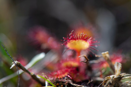 Sundews in free nature environmentの写真素材