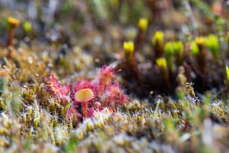 Sundews in free nature environmentの写真素材