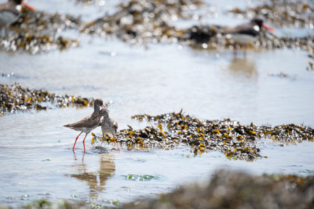 Common redshank together mating in the wadden seaの写真素材