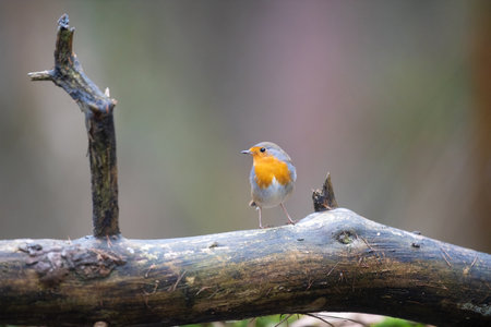 European Robin outdoor in forestの写真素材