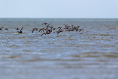 Little stints flying in the airの写真素材