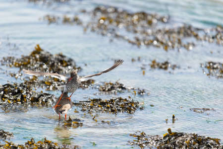 Common redshank together mating in the wadden seaの写真素材
