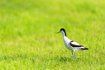 Pied Avocet standing in grassの写真素材