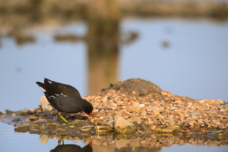 Common moorhen water bird in natureの写真素材