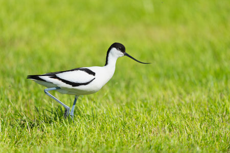 Pied Avocet standing in grassの写真素材