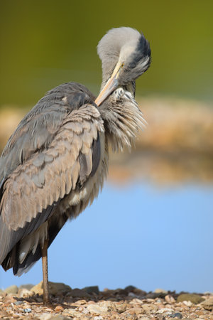 Portrait of great blue heron near water cleaning feathersの写真素材