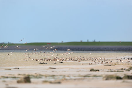 Little stints flying in the airの写真素材