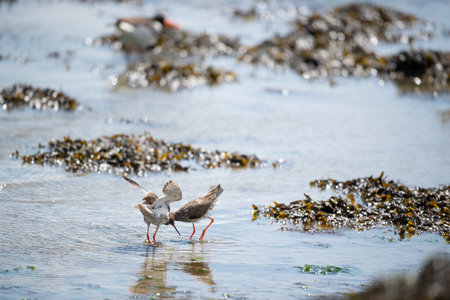 Common redshank together mating in the wadden seaの写真素材