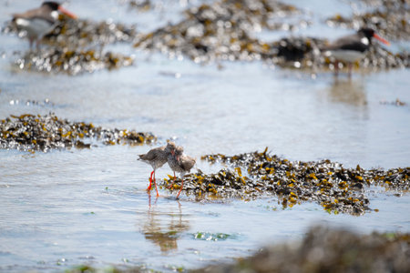 Common redshank together mating in the wadden seaの写真素材