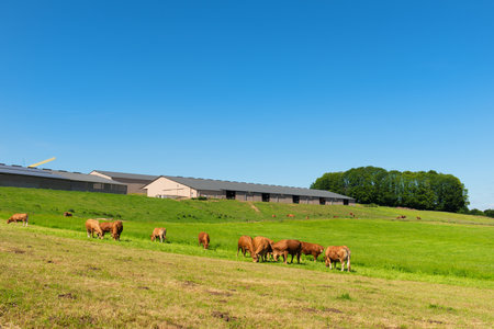 Cattle Limousine cows in French landscapeの写真素材