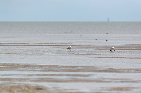 Spoonbills in Dutch wadden sea at Terschellingの写真素材
