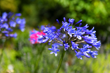 Blue flower agapantus in sunshineの写真素材