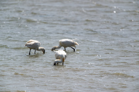 Spoonbills in Dutch wadden sea at Terschellingの写真素材