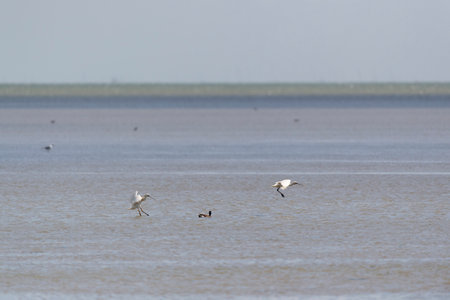 Two landing cranes in the seaの写真素材