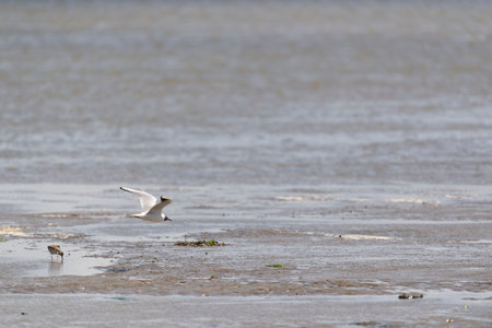Birds together in the wadden seaの写真素材