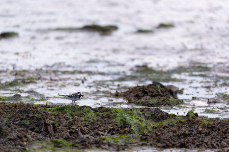 White wagtail at Dutch coastの写真素材