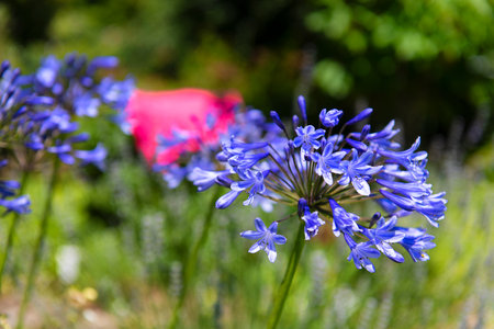 Blue flower agapantus in sunshineの写真素材