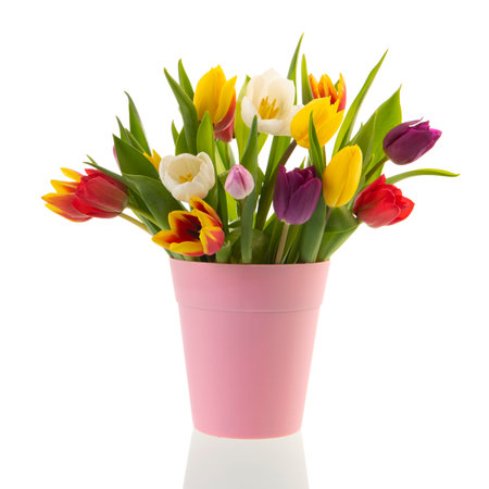 Colorful bouquet tulips in pink vase isolated over white backgroundの写真素材