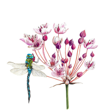 hand painted Grass rush with dragonfly isolated over white backgroundの写真素材