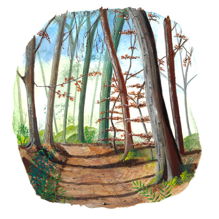 Path through the forest hand painted isolated over white backgroundの写真素材